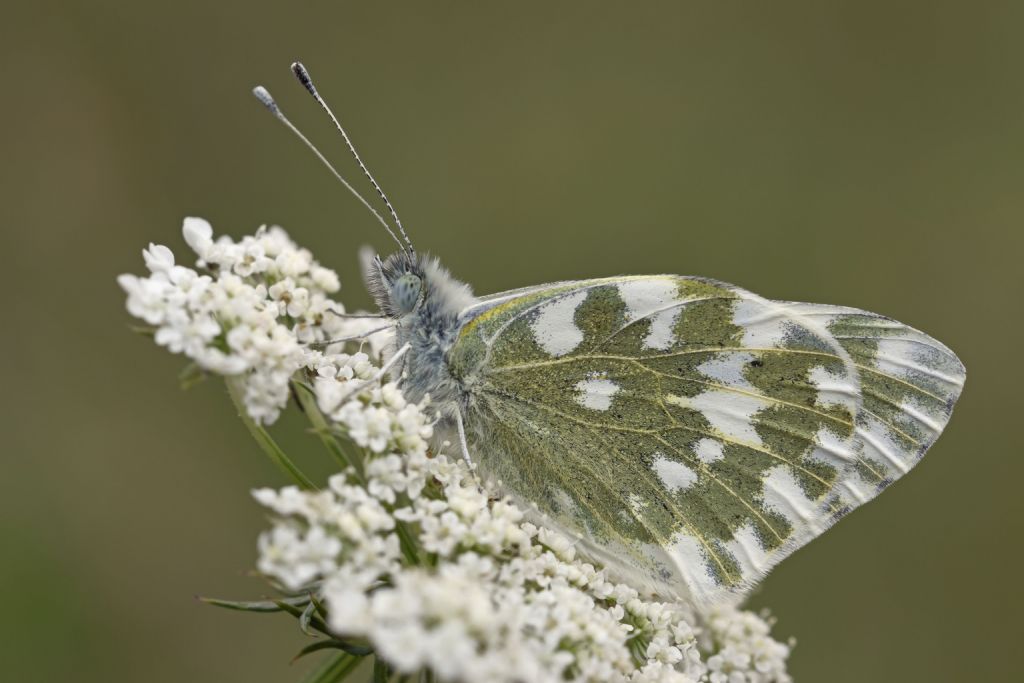 Pontia edusa - Pieridae